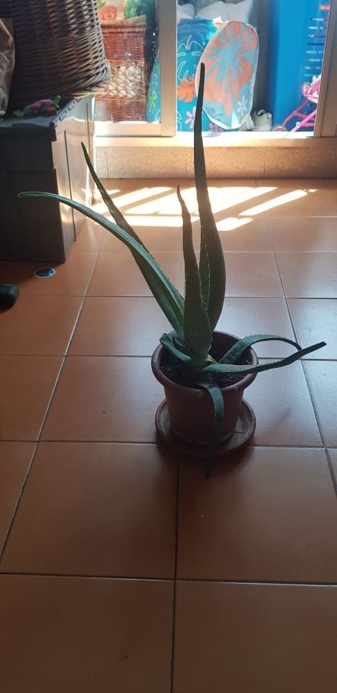 Plantas de Sabila o Aloevera