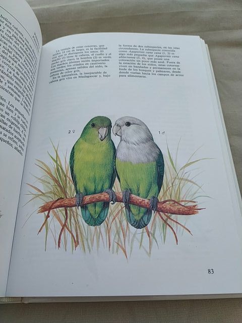 Aves de jaula. Susaeta