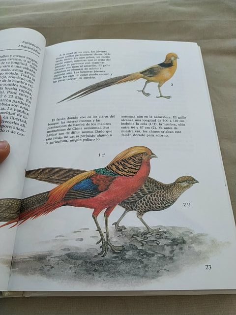 Aves de jaula. Susaeta