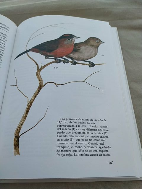 Aves de jaula. Susaeta