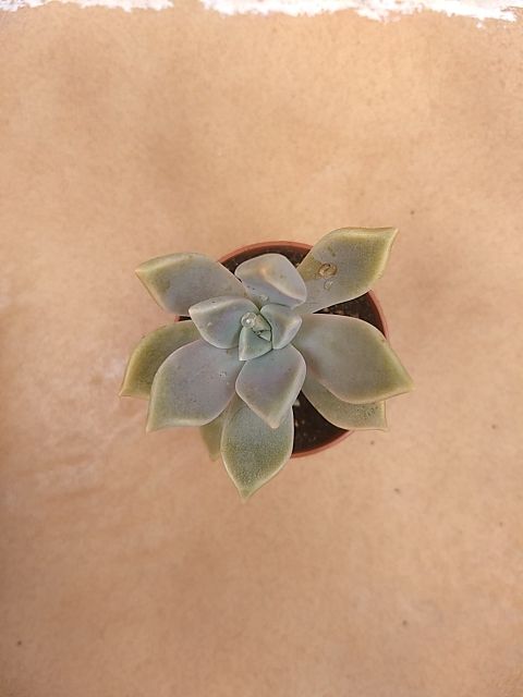 Planta tipo cactus suculenta