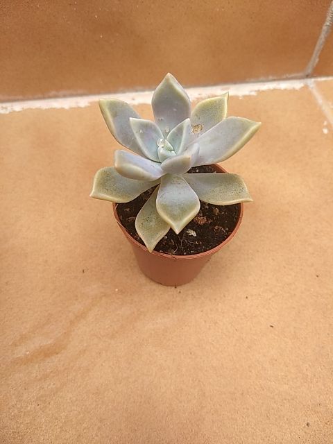 Planta tipo cactus suculenta