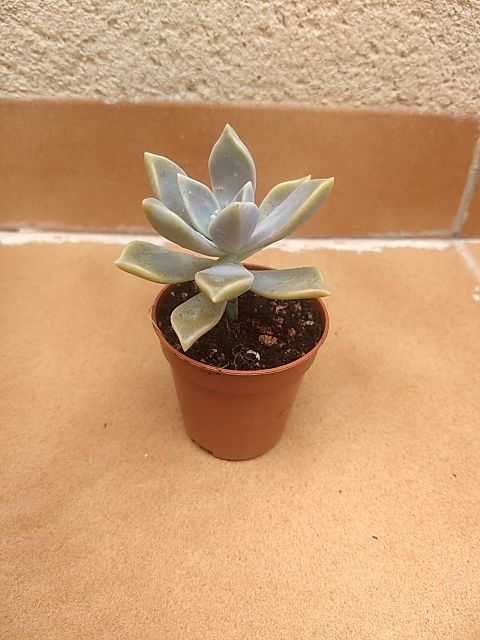 Planta tipo cactus suculenta