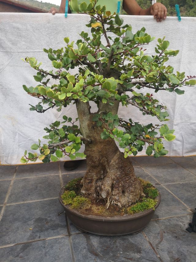 bonsai garrofera