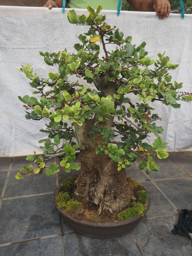 bonsai garrofera