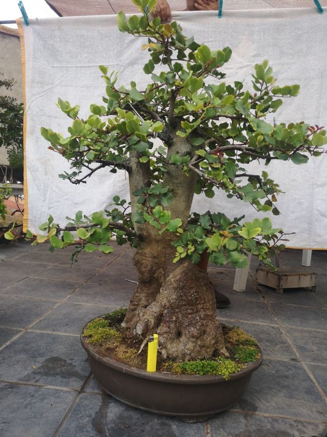 bonsai garrofera