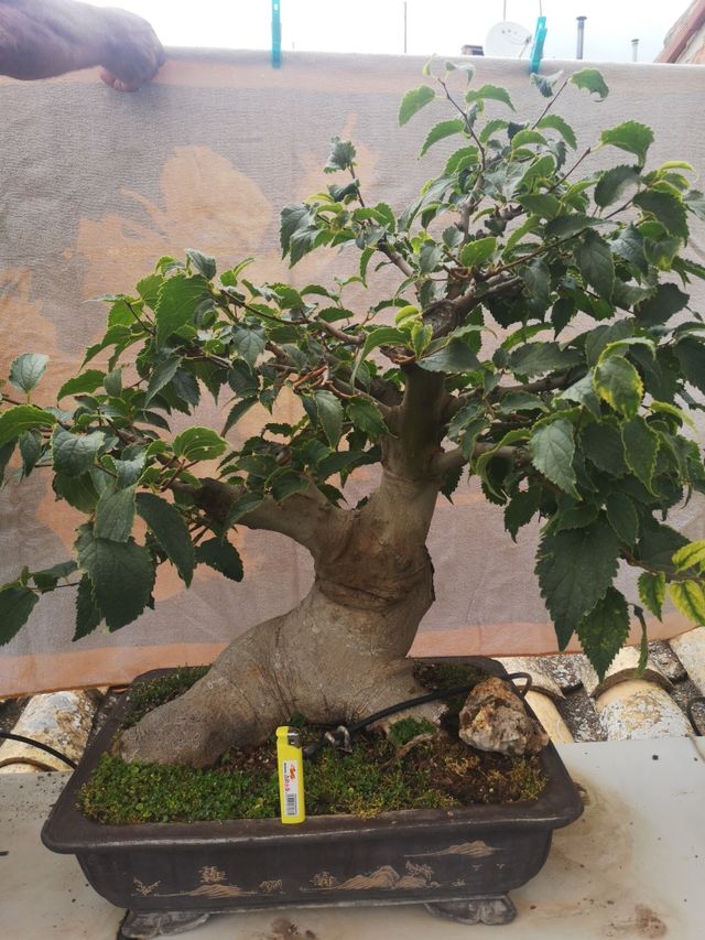 bonsai llidoner de más de 30 años de cuidados