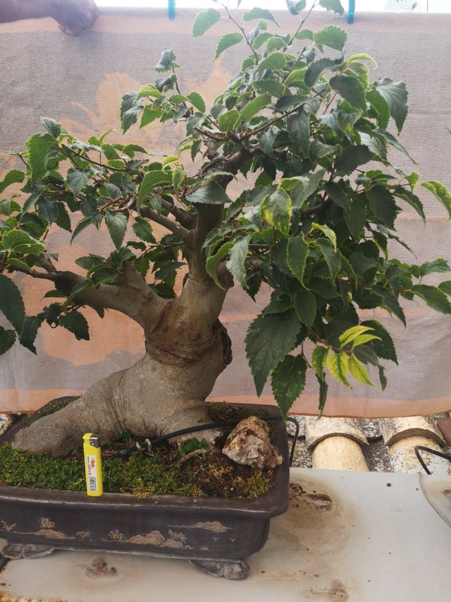 bonsai llidoner de más de 30 años de cuidados