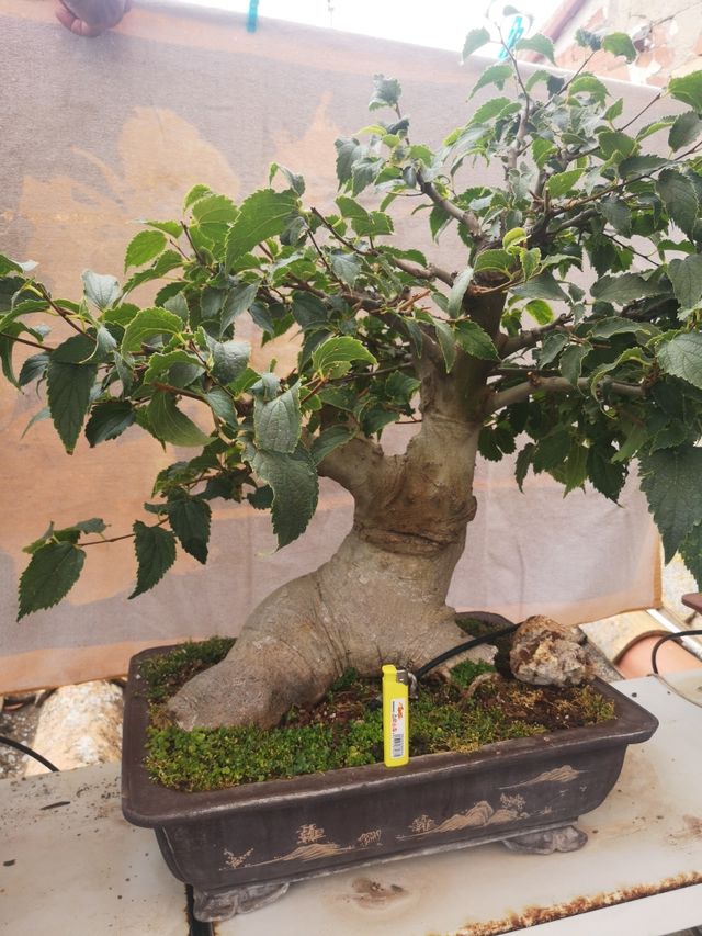 bonsai llidoner de más de 30 años de cuidados