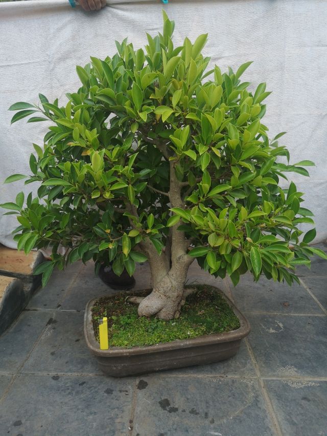 bonsai ficus