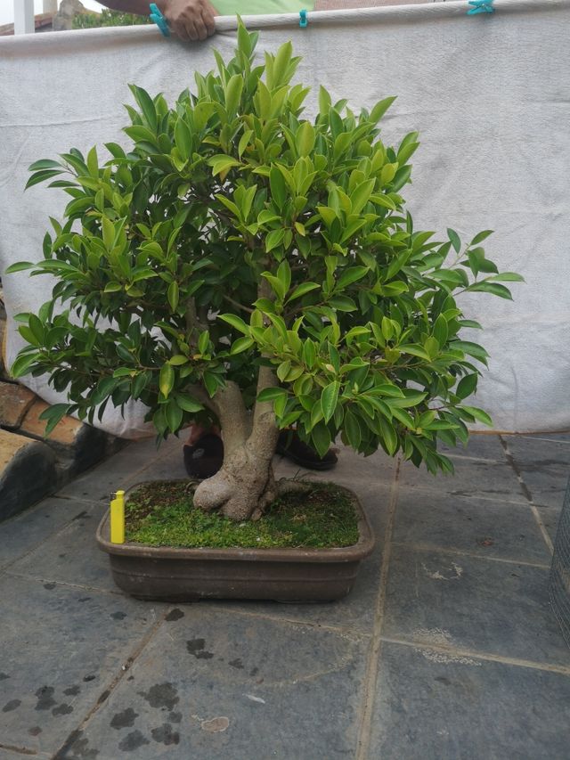 bonsai ficus