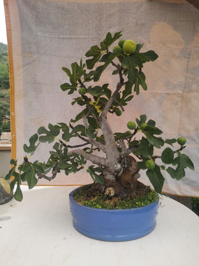 bonsai higuera