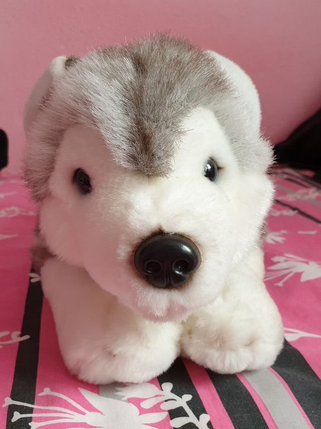 Peluche Husky