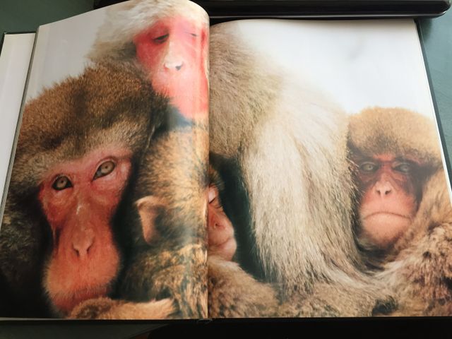 National Geographic MUNDO DE LOS ANIMALES