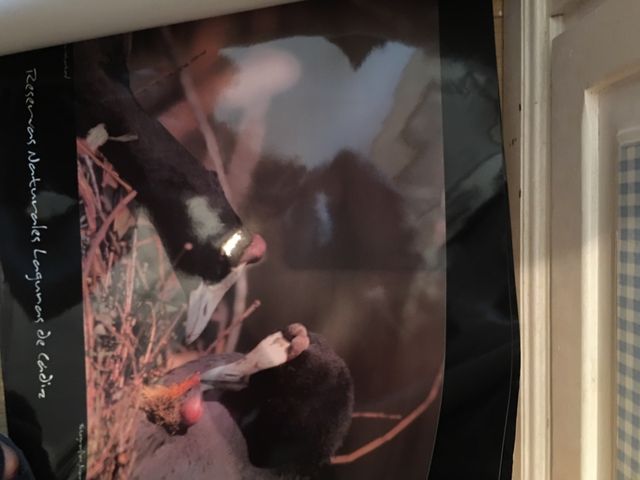 Folhas de reserva natural, acetinado, cartão 52x58