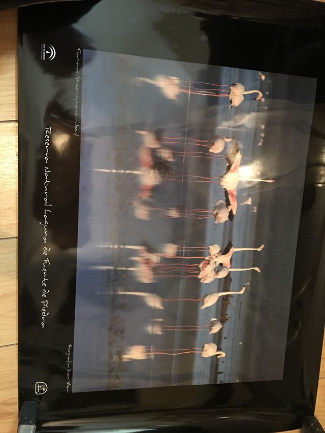 Folhas de reserva natural, acetinado, cartão 52x58