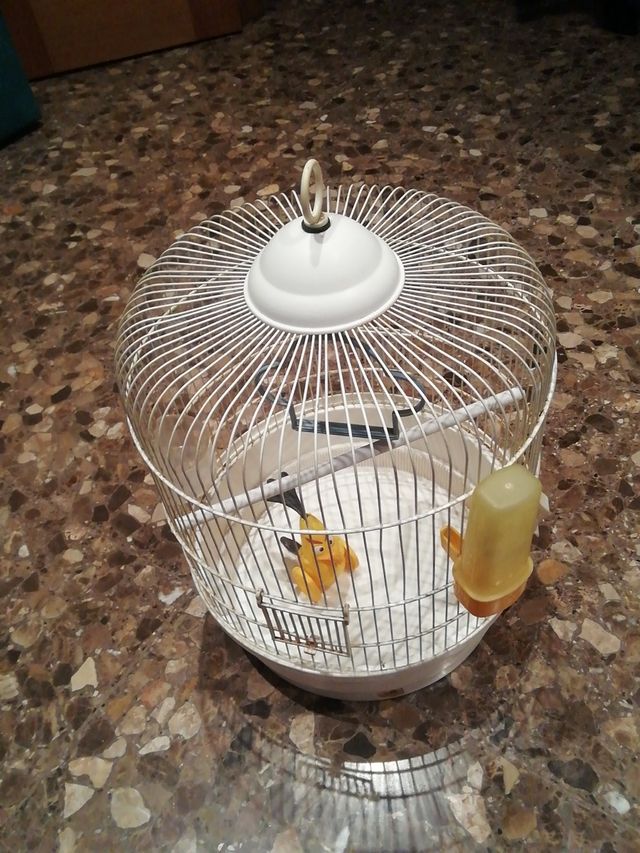 Oferta Jaula pájaros