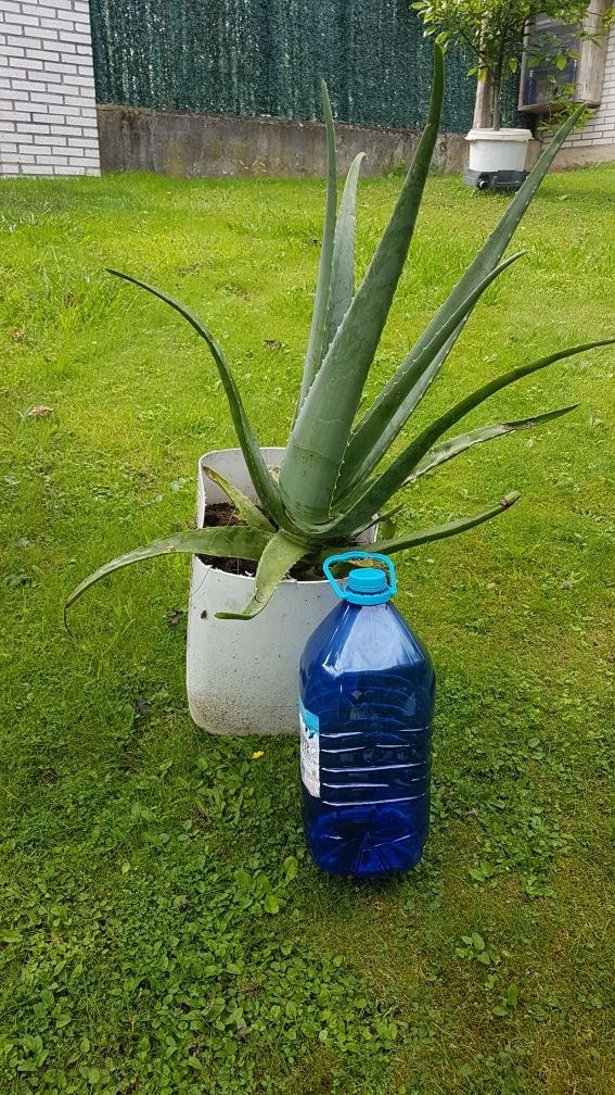 PLANTAS DE ALOE  DE 4 AÑOS 