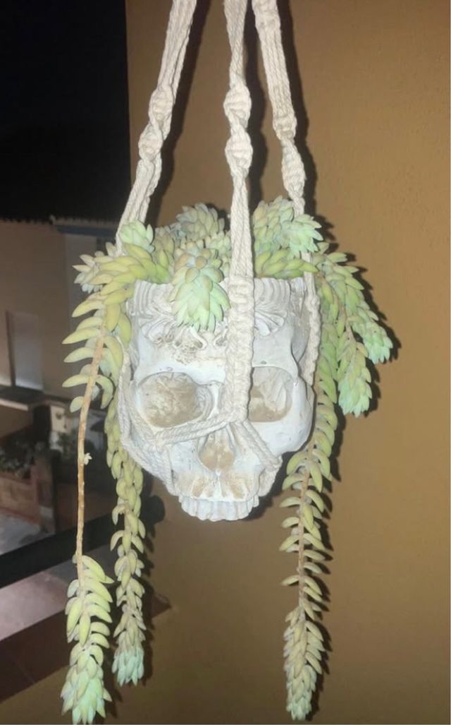 Cactus colgante calavera diseño