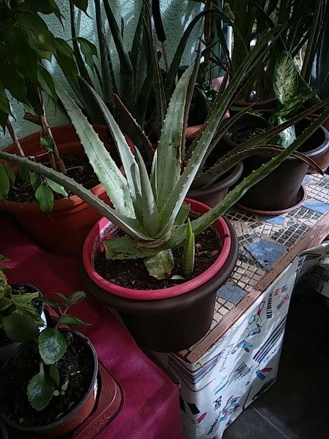 Aloevera
