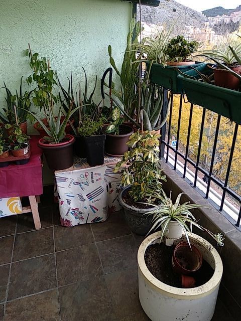 plantas de jardín