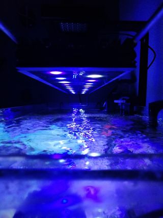 por Luz de 95 marino en en Igualada segunda mano acuario € EHWD29I