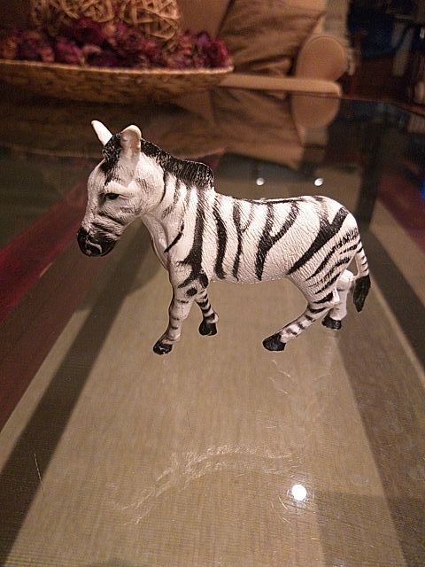 Animales Safari Ltd Miami