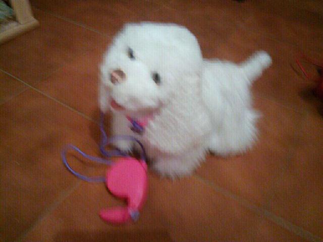 Gogó perrito paseos