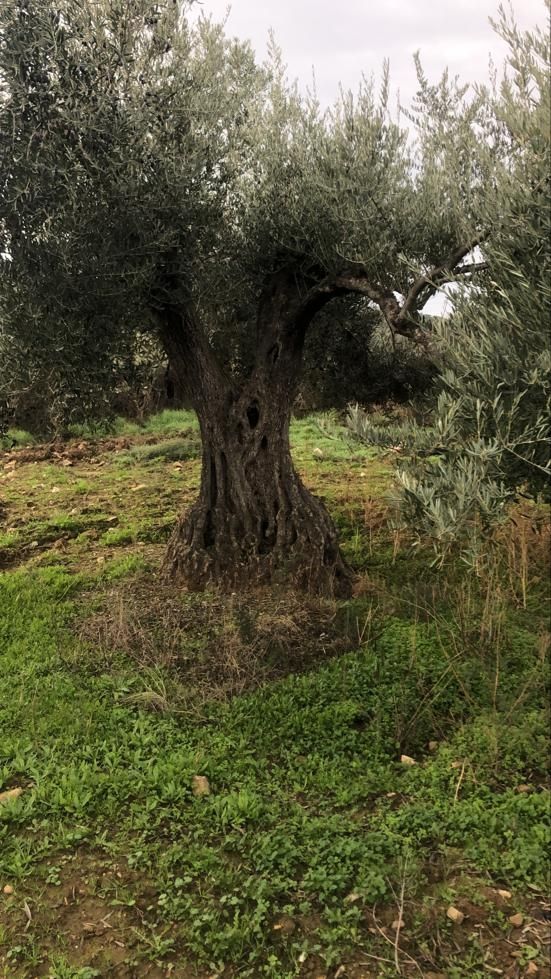 olivos centenarios