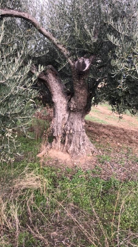 olivos centenarios