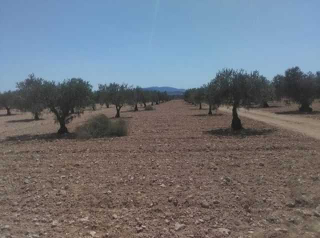 Terreno con olivos