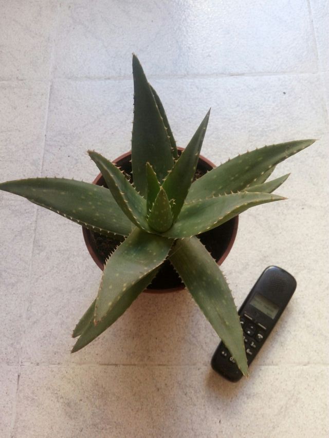 plantas  de aloe vera