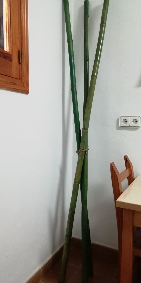 3 Cañas De Bambú Para Decorar De Segunda Mano Por 10 En Eivissa En Wallapop