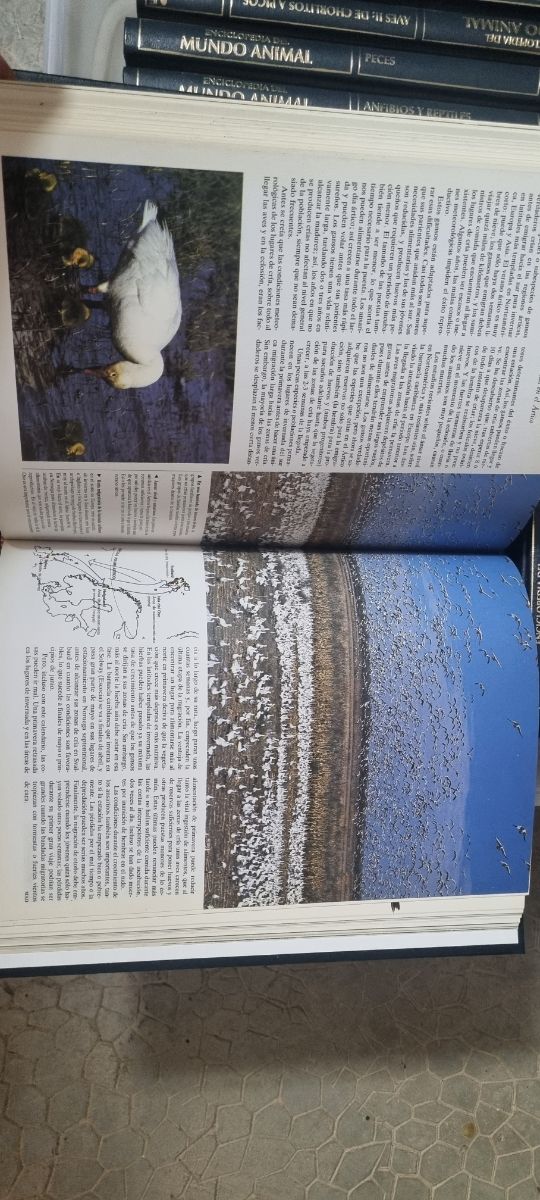 Enciclopedia mundo animal