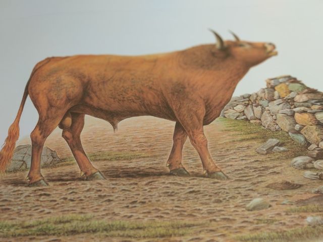 Colección grabados taurinos