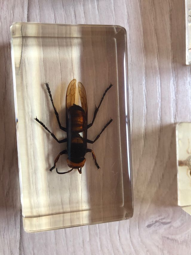 VENDITE!!! Collezione di insetti del National Geographic