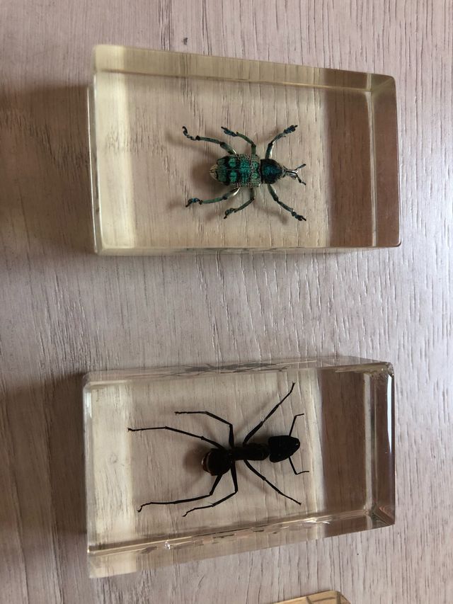 VENDITE!!! Collezione di insetti del National Geographic