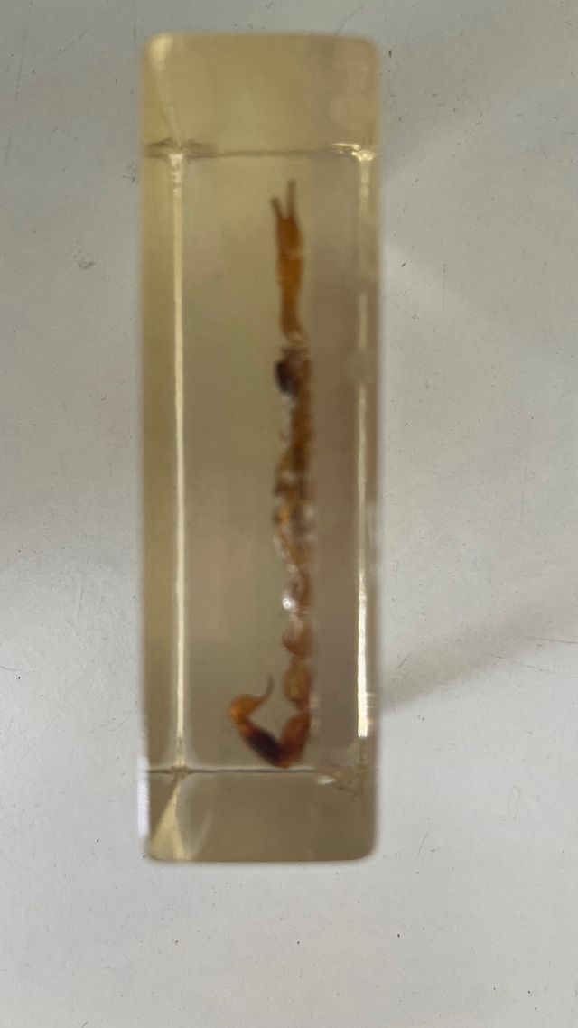 VENDITE!!! Collezione di insetti del National Geographic