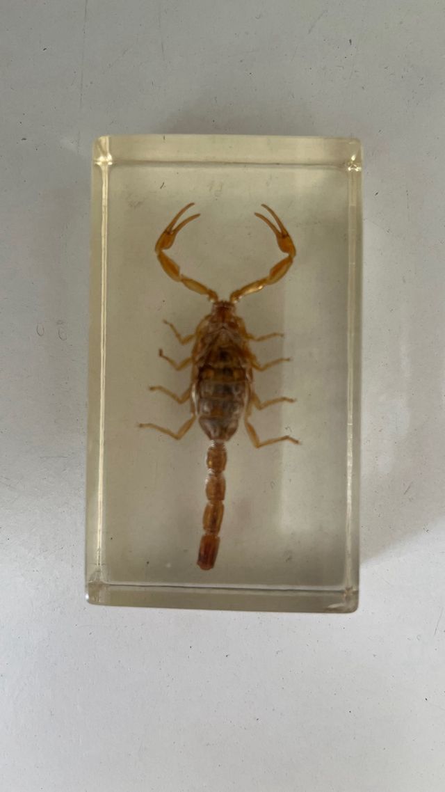 VENDITE!!! Collezione di insetti del National Geographic