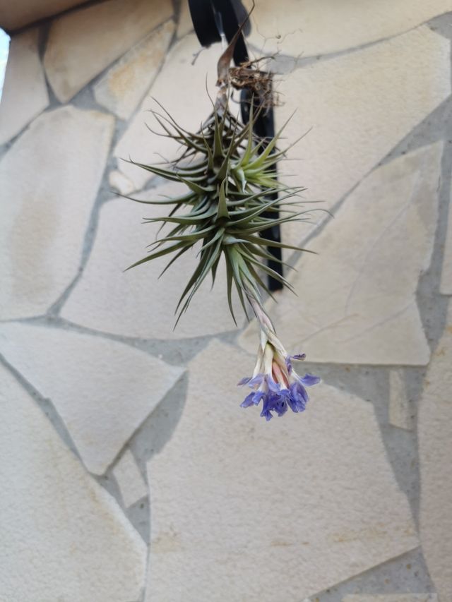 TILLANDSIA BERGERI MEZ.