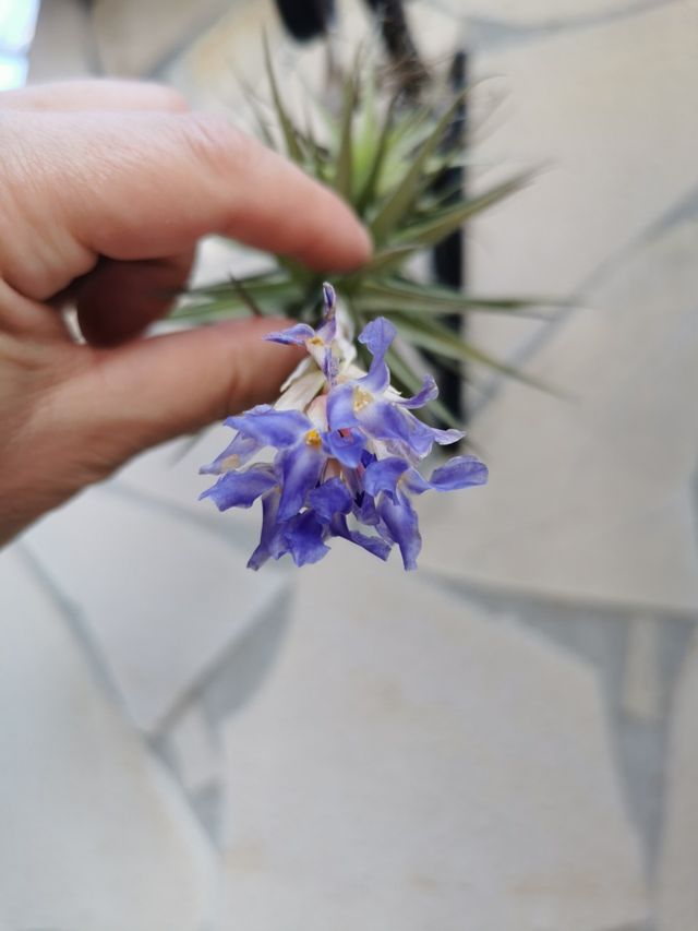 TILLANDSIA BERGERI MEZ.