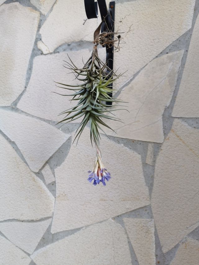 TILLANDSIA BERGERI MEZ.