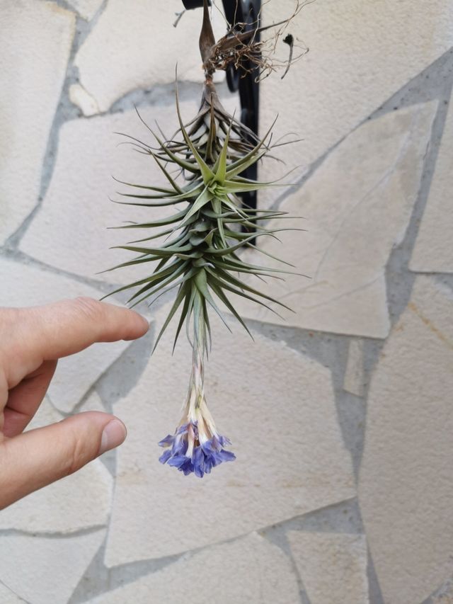 TILLANDSIA BERGERI MEZ.