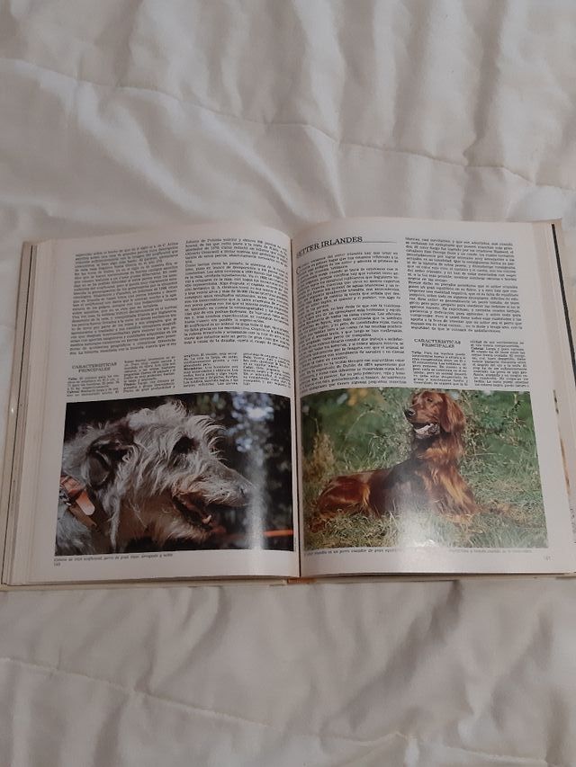 los perros del mundo