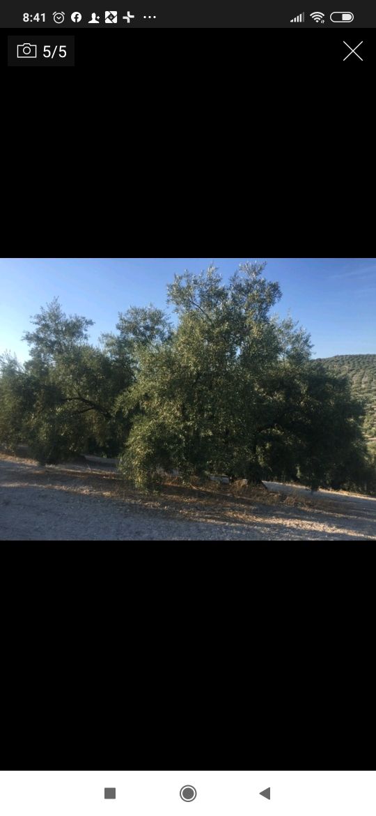 Venta de olivar en Lucena