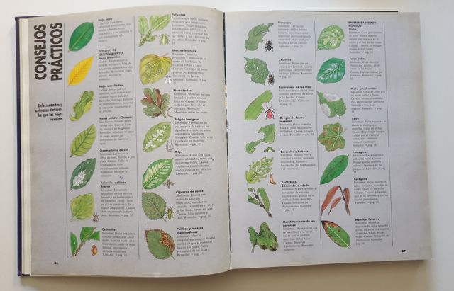 El gran libro de las plantas de terraza y balcón 