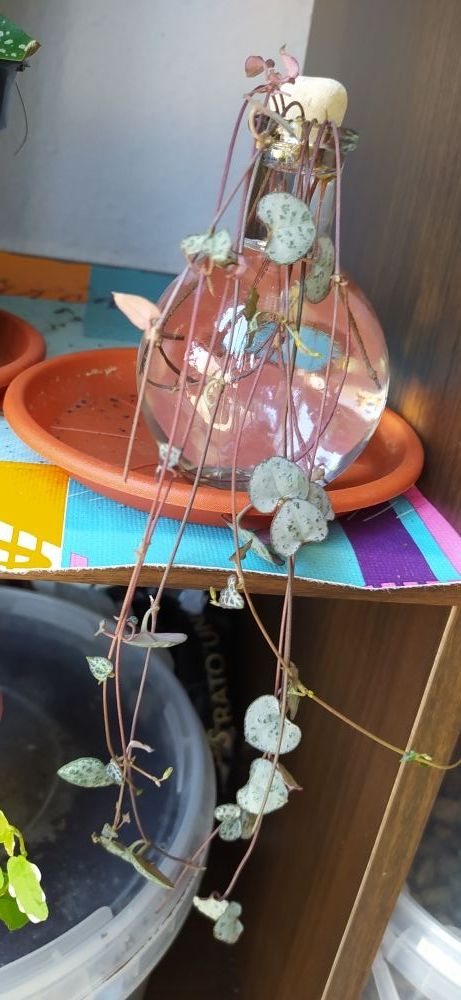 esqueje ceropegia woodii