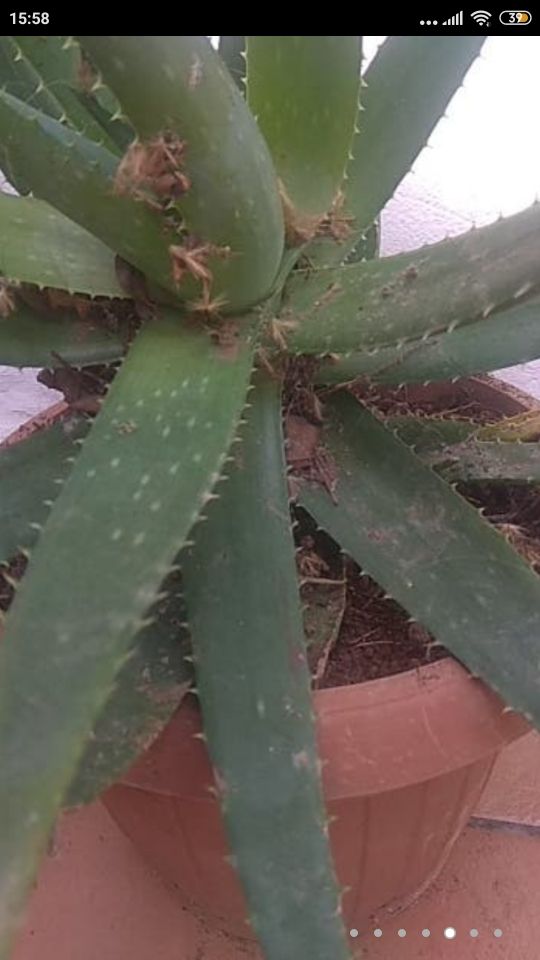ALOE VERA GRANDE