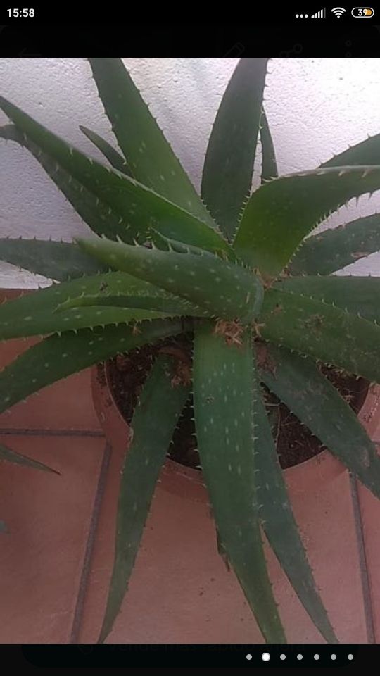 ALOE VERA GRANDE