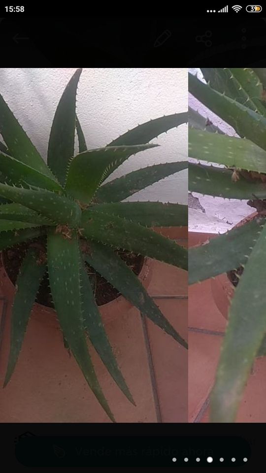 ALOE VERA GRANDE